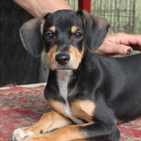 Fröhlicher Muri in 38268 Lengede, Hund zur Adoption