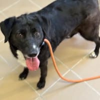 Labradormixdame Vroni sucht Familie, Hündin zur Adoption