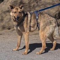 Omyx ist schüchtern und zurückhaltend, Hund zur Adoption