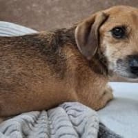 Mexi  lieber Dackel-Mix, Hund zur Adoption