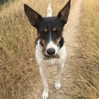 Bobby - hofft auf seine zweite Chance, Hund zur Adoption