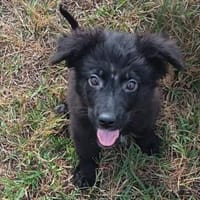 Nessy kam in die Tötung, Hündin zur Adoption