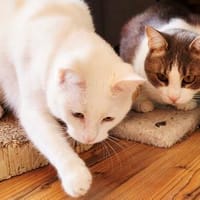 Sanftheit sucht Liebe, Katze zur Adoption