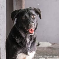 Carlo ist ruhig und schüchtern, Hund zur Adoption