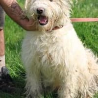 Rohin - sehr zutraulich u. kinderlieb, Hund zur Adoption