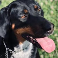 Jolene sucht erfahrene Menschen, Hündin zur Adoption