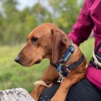 Charmante Hündin Bubica sucht Zuhause, Hündin zur Adoption