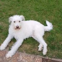 FiNDUS braucht Liebe u. Konsequenz 🙏, Hund zur Adoption