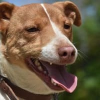 FOX, Hund zur Adoption