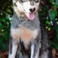 Herzige, hübsche Sammy Jo sucht ein Heim, Hündin zur Adoption