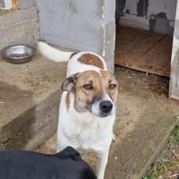 Lucky, hol dir das Glück ins Haus, Hund zur Adoption