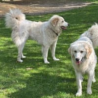 Lars und Elsa suchen ihre Menschen, Hund zur Adoption