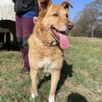 Verschmuster Wirbelwind Tobi, Hund zur Adoption