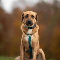 Ginny - sensible,kluge Hündin, Hündin zur Adoption