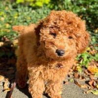 Paros - sensibler Zwergpudel, Hund zur Adoption