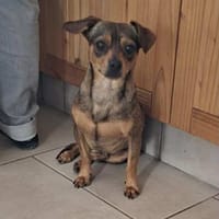 Rocky - ein süßer Pinscher-Mix, Hund zur Adoption