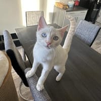 Blue sucht zusammen mit Nala oder Bobby, Kater zur Adoption