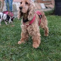 Fruzsi, hübsche Cocker Spaniel Dame, Hündin zur Adoption