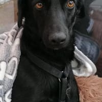 zarte FREYA💖wartet in 01640 Coswig!, Hündin zur Adoption