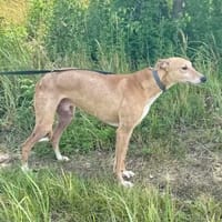 Piri, bildhübscher Magyar Agár, Hund zur Adoption