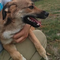 Dani möchte so gerne das TH verlassen, Hund zur Adoption