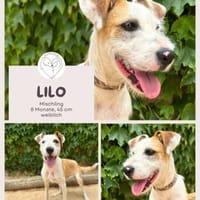 Lilo - Lebensfreude auf vier Pfoten, Hündin zur Adoption