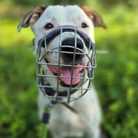 Otis, Hund zur Adoption