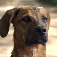 LASKOwartet in 25474 Bönningstedt!, Hund zur Adoption