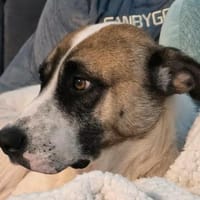 Milo  Schmusebär mit sanfter Seele, Hund zur Adoption