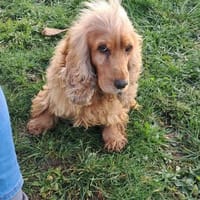 Borka, hübsche Cocker Spaniel Dame, Hündin zur Adoption