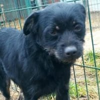 Liebenswerter Mack hofft auf euch, Hund zur Adoption