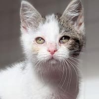 Katzenkind Sayuri, Katze zur Adoption