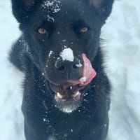 LUNA -auf der Suche nach Geborgenheit!, Hündin zur Adoption