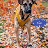 Boko ein Traumwesen, Hund zur Adoption