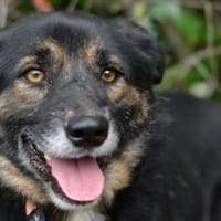 Gustav ist ein superlieber Mischling, Hund zur Adoption