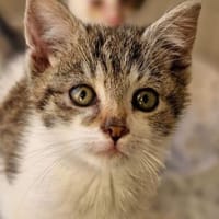 Katzenkind Ayumi, Katze zur Adoption