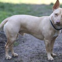 Filou Podenco-Maneto Mix, Hund zur Adoption