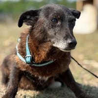 Agnes  kleines Herz sucht ihr Zuhause, Hündin zur Adoption