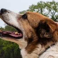 Martin  ein treuer Kerl, Hund zur Adoption