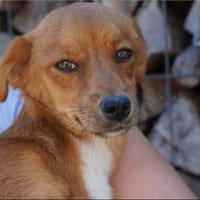 Barney  kleiner Kerl, großes Feuerwerk, Hund zur Adoption