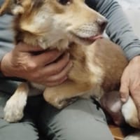 Supersüßer Schoki, Hund zur Adoption