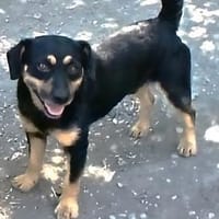 Liebenswerter Teo sucht Familie, Hund zur Adoption
