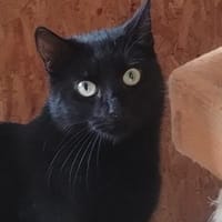 Henry, Kater zur Adoption