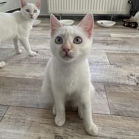 Schmusemaus Nala, Katze zur Adoption