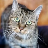 Peppels, Katze zur Adoption