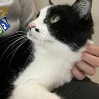 Felinchen, Katze zur Adoption