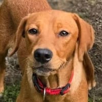 ANNIE 2 braucht Anschluss, Hündin zur Adoption