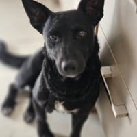 Schnuckel THEOwartet in 18249 Bernitt, Hund zur Adoption