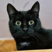 Blacky und Knöpfchen, Kater zur Adoption