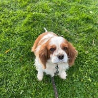 Beki,liebenswürdiger CavalierKingCharles, Hündin zur Adoption
